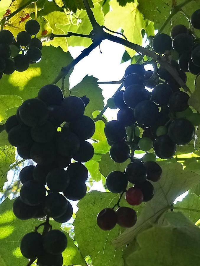 Guest House And Cellar Winery In Ortabatumi Batumi Georgia Екстериор снимка